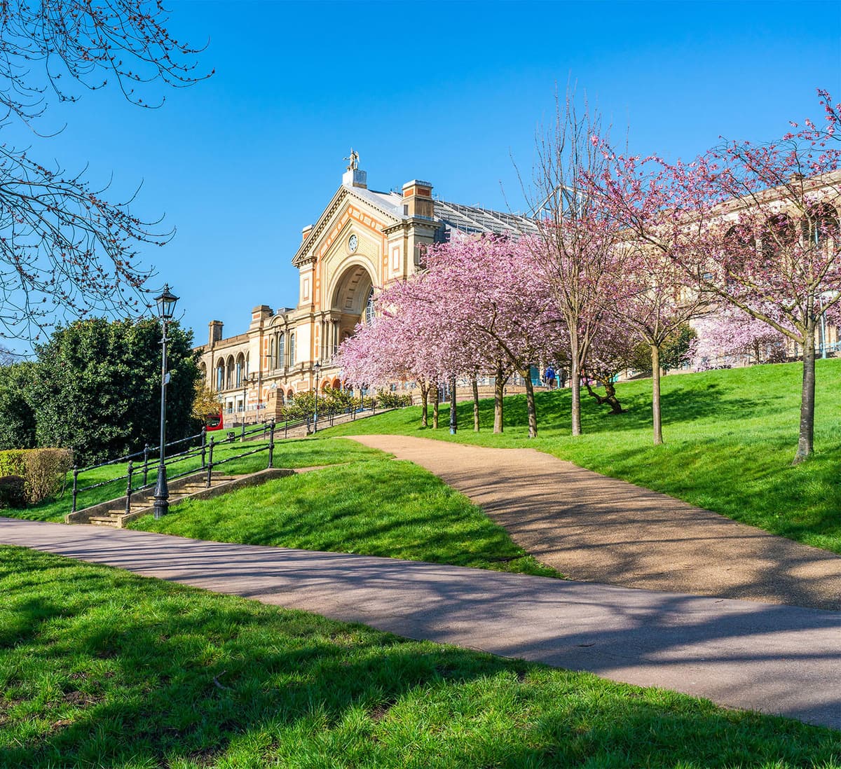 Cherry blossoms in Alexandra Park,near Wood Green